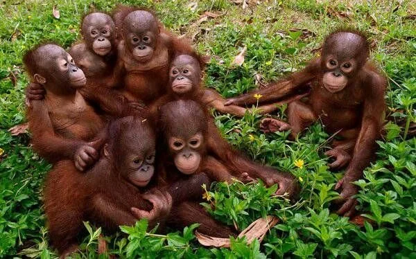 Group of seven baby orangutans sitting on green grass among small plants and leaves.