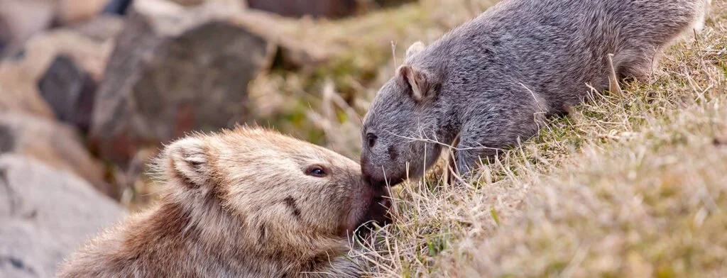 A bear and a marmot face to face on the ground, touching noses in a natural outdoor setting with rocks and grass.