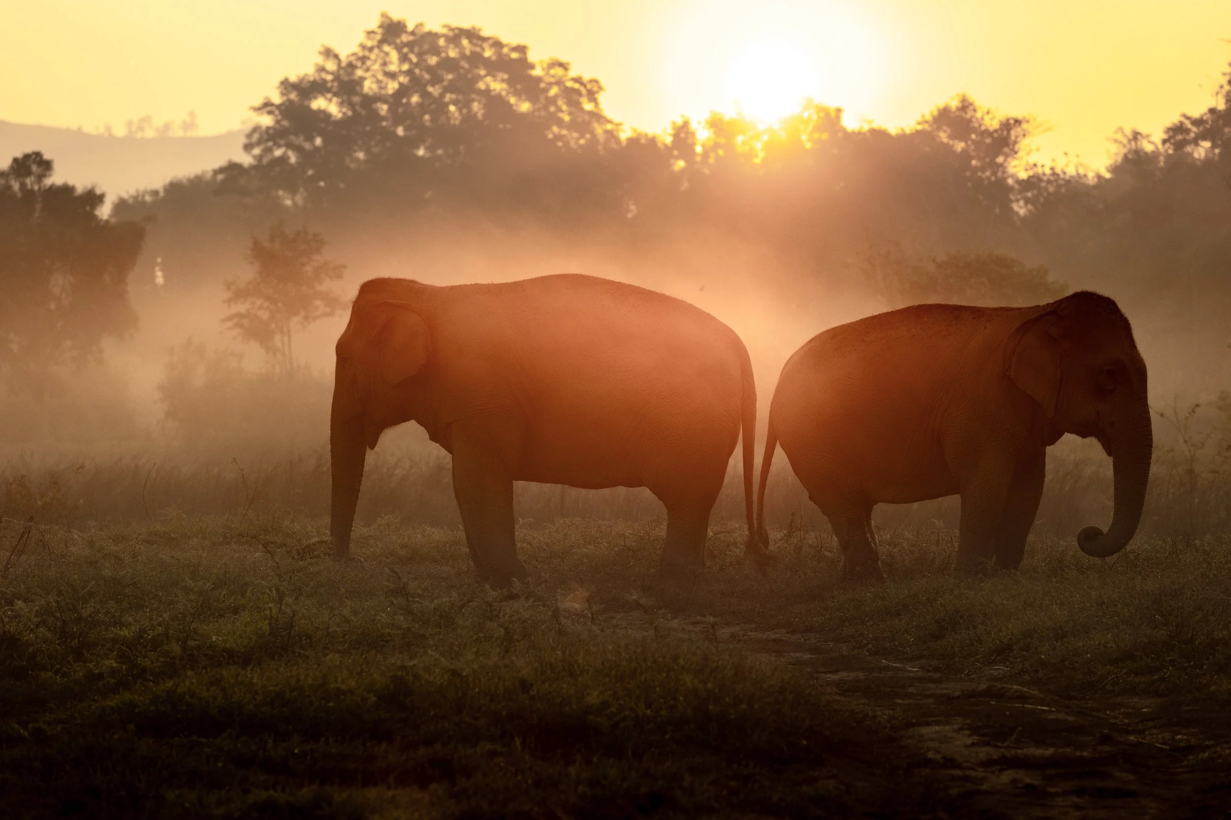Two elephants walking through a grassy field at sunset with trees and a glowing sky in the background.
