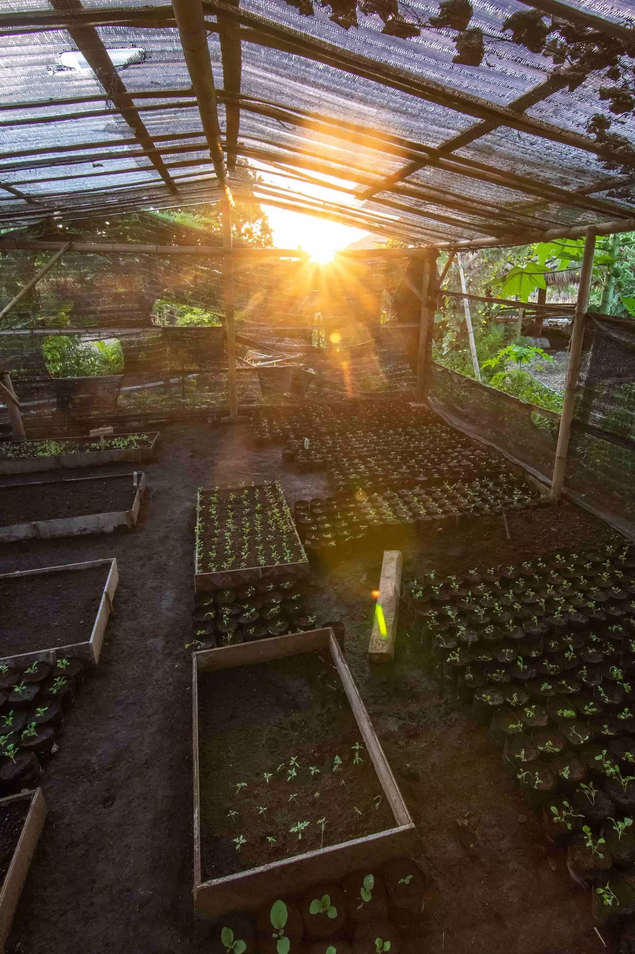 A greenhouse with seedlings growing in trays and soil beds, sunlight shining through the roof, creating a warm glow inside.