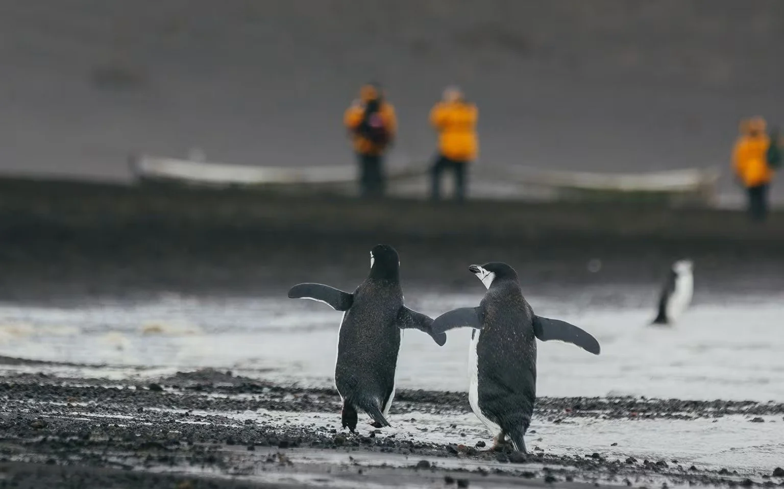 Two penguins walk on a rocky coast with their wings extended, while in the background, a boat and three people in orange jackets observe from the shoreline.