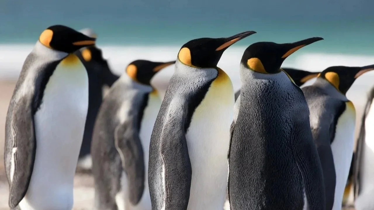 A group of king penguins