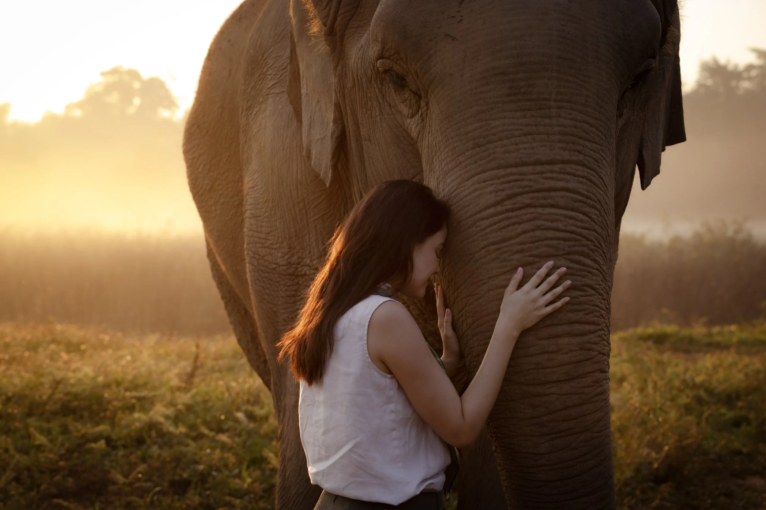 A young woman hugging an elephant at sunset in a grassy field.