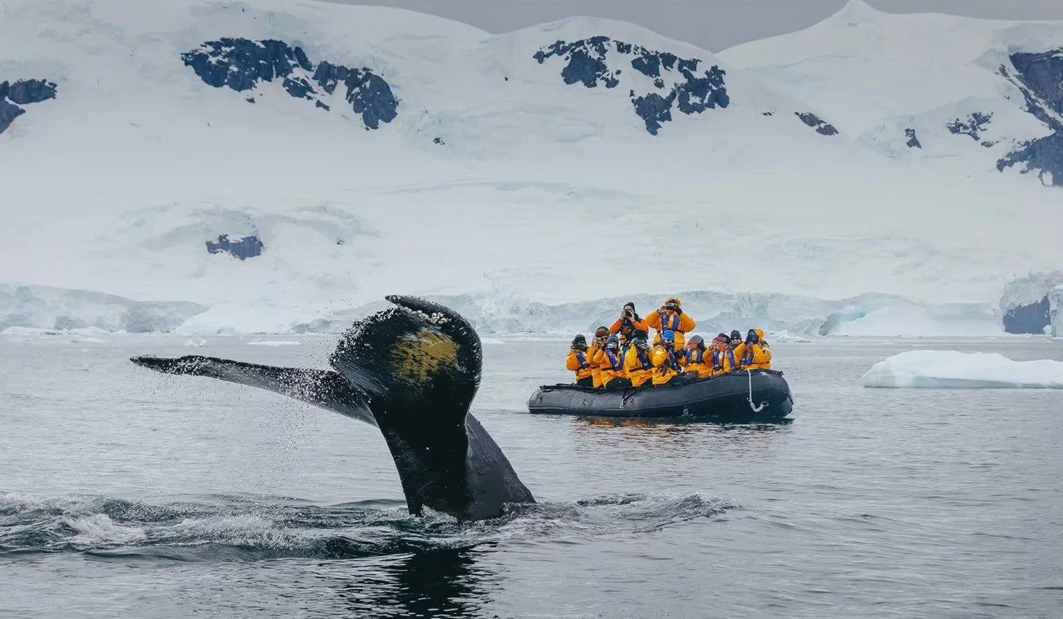 A whale's tail in icy waters.