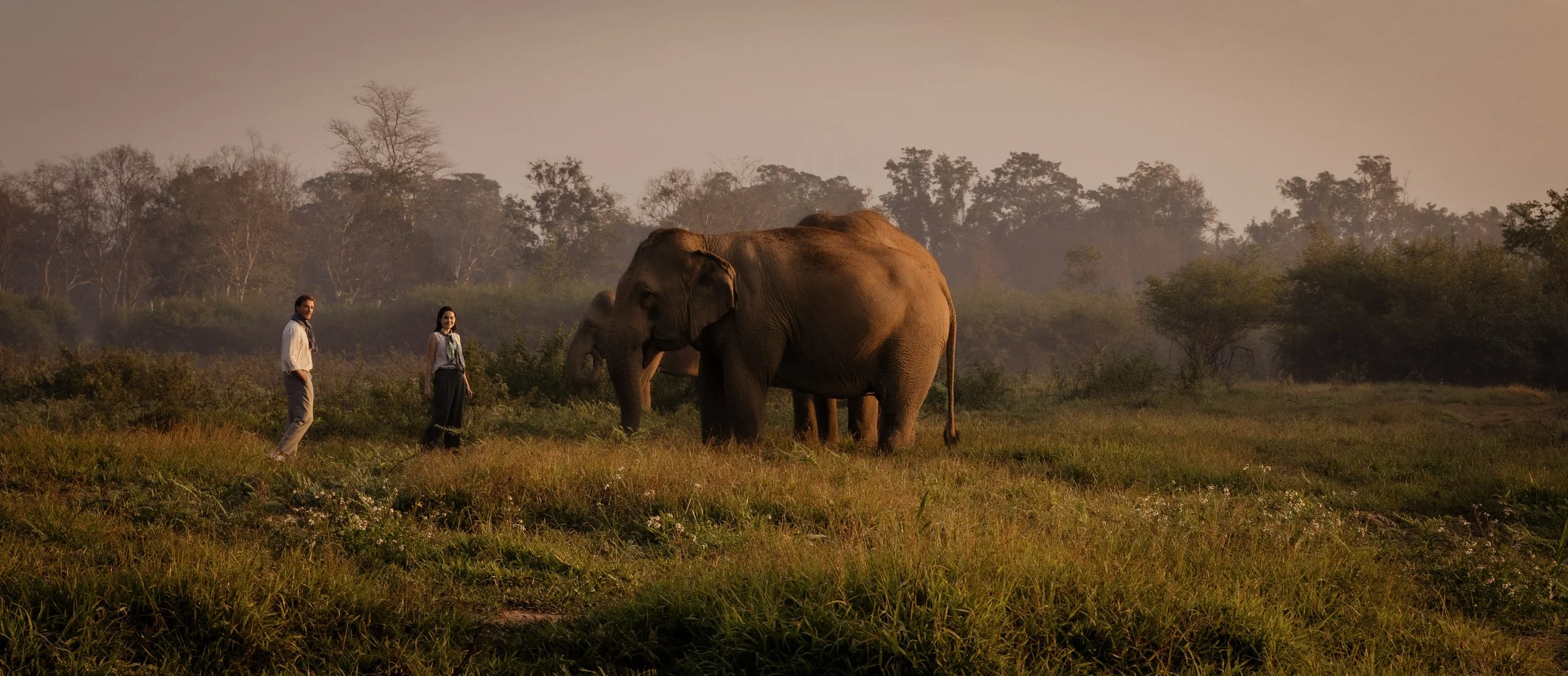 Two humans standing near two elephants in a grassy field with trees in the background at sunset.