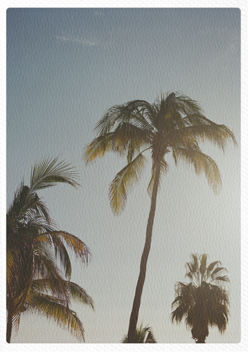Several palm trees against a clear sky, one tall and leaning, with the sun setting or rising in the background.