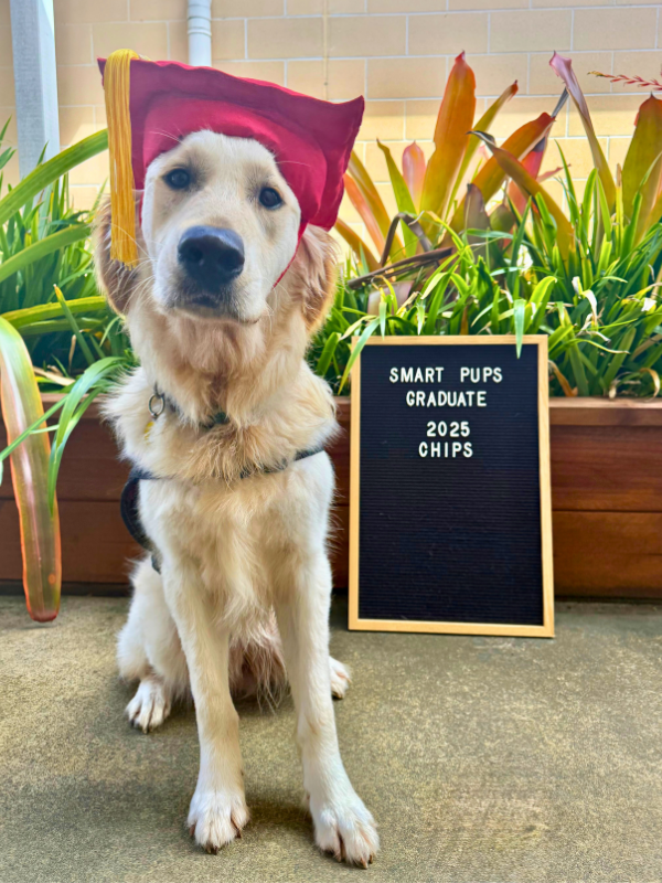 Chips Grad 1.png