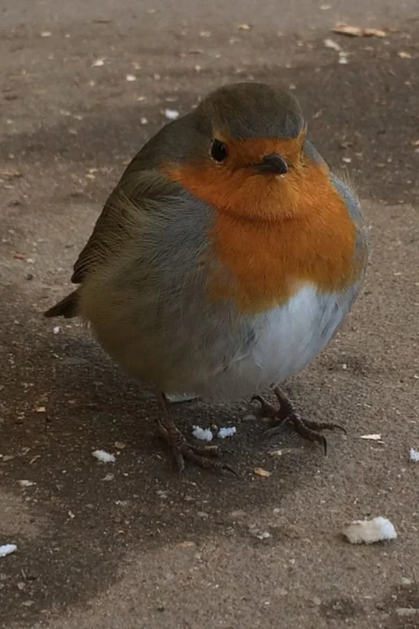 Ella Sonnenuntergang (2).jpg