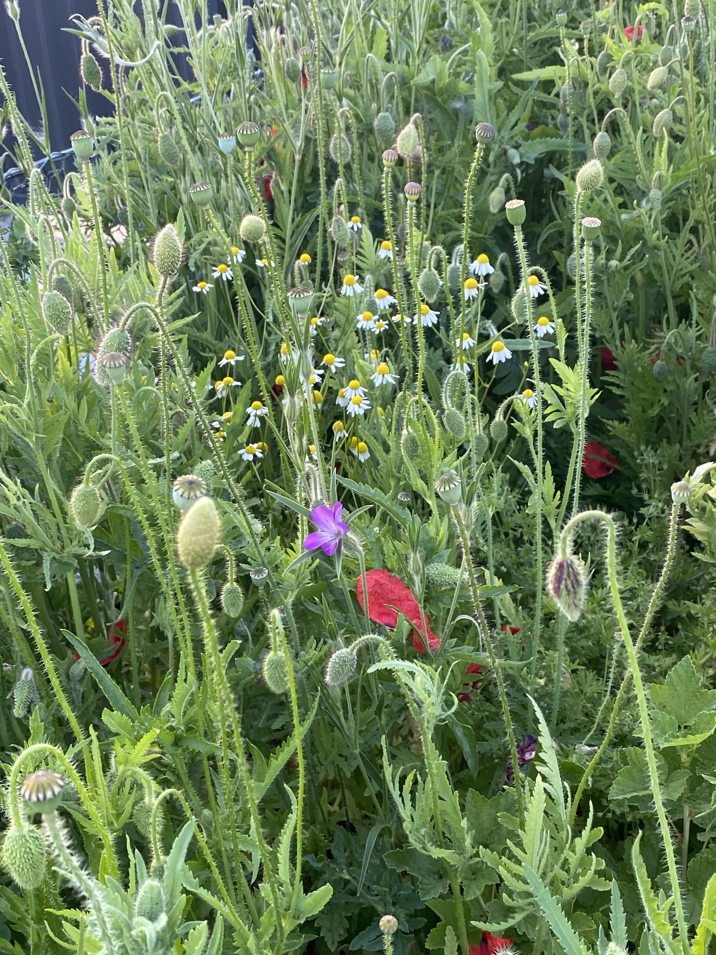 IMG_0889 4.jpeg