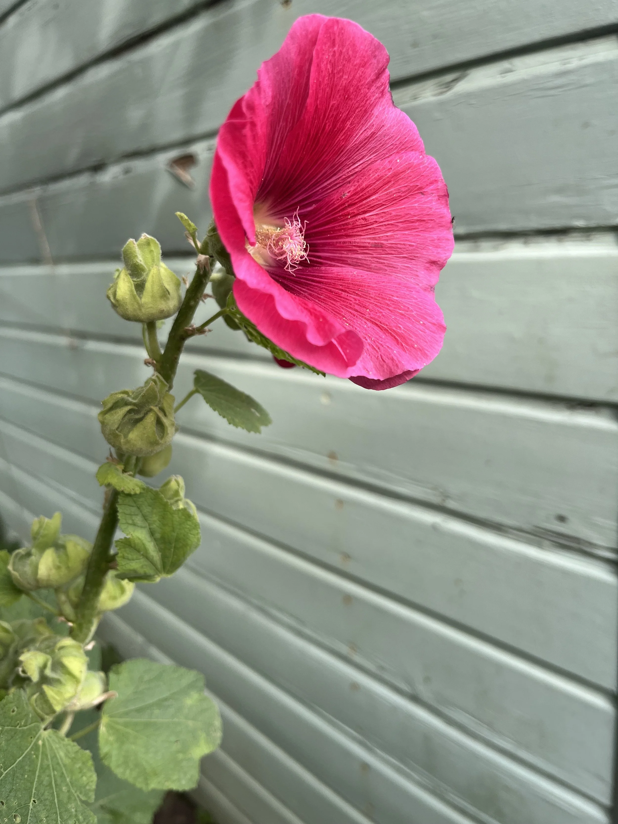 IMG_1698.jpeg