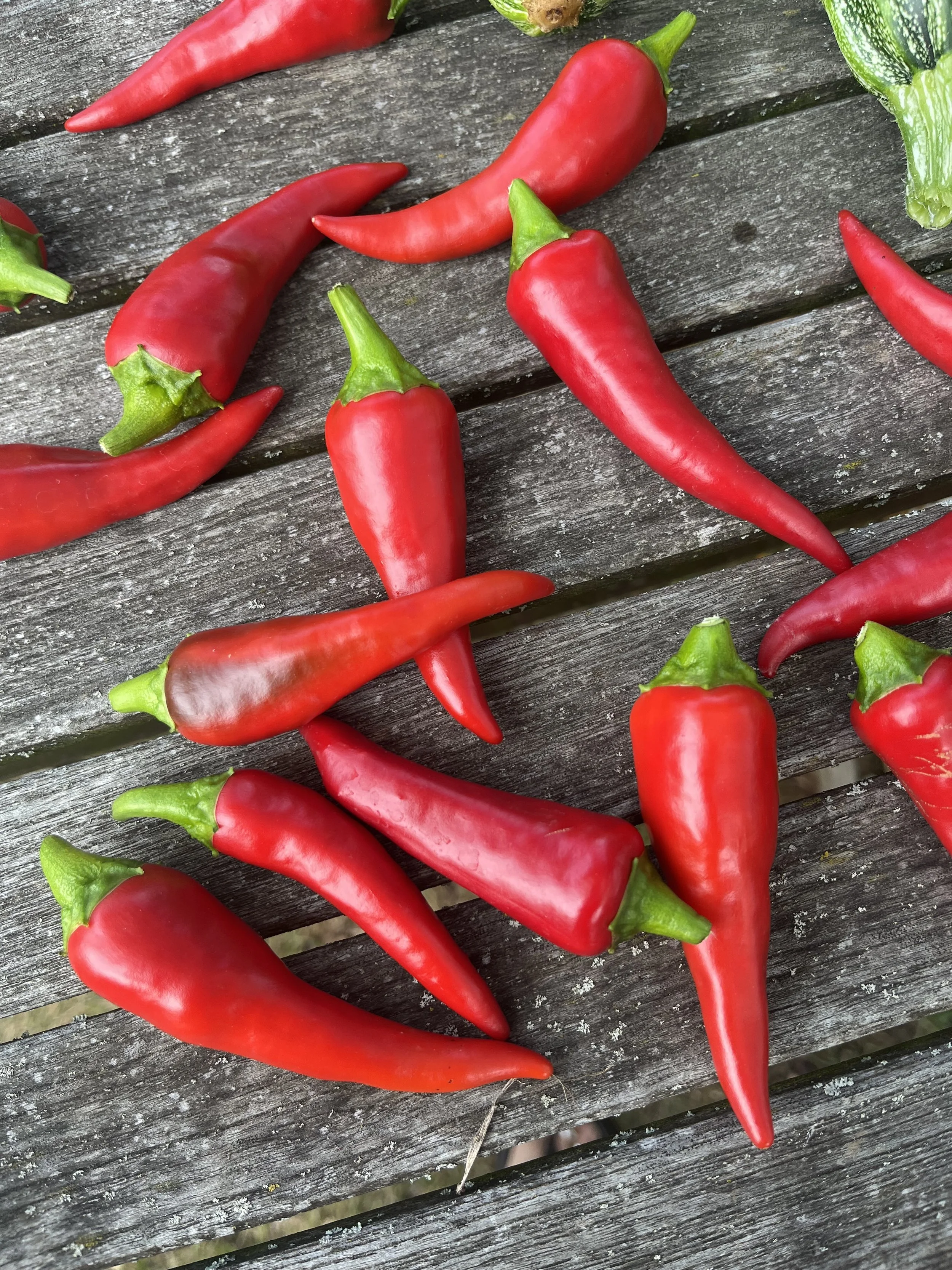 Rote Chili 