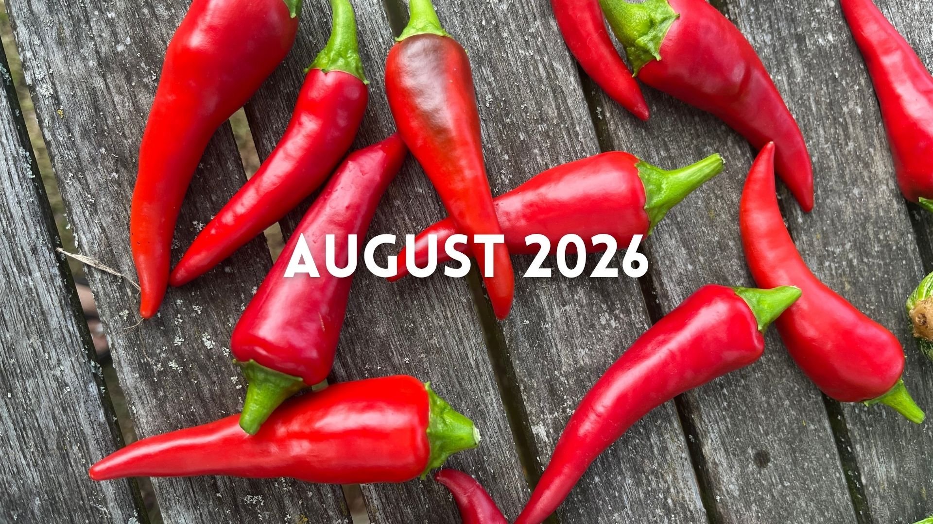 Monatsrückblick August 2026: Sieben Artikel und ein neuer Claim