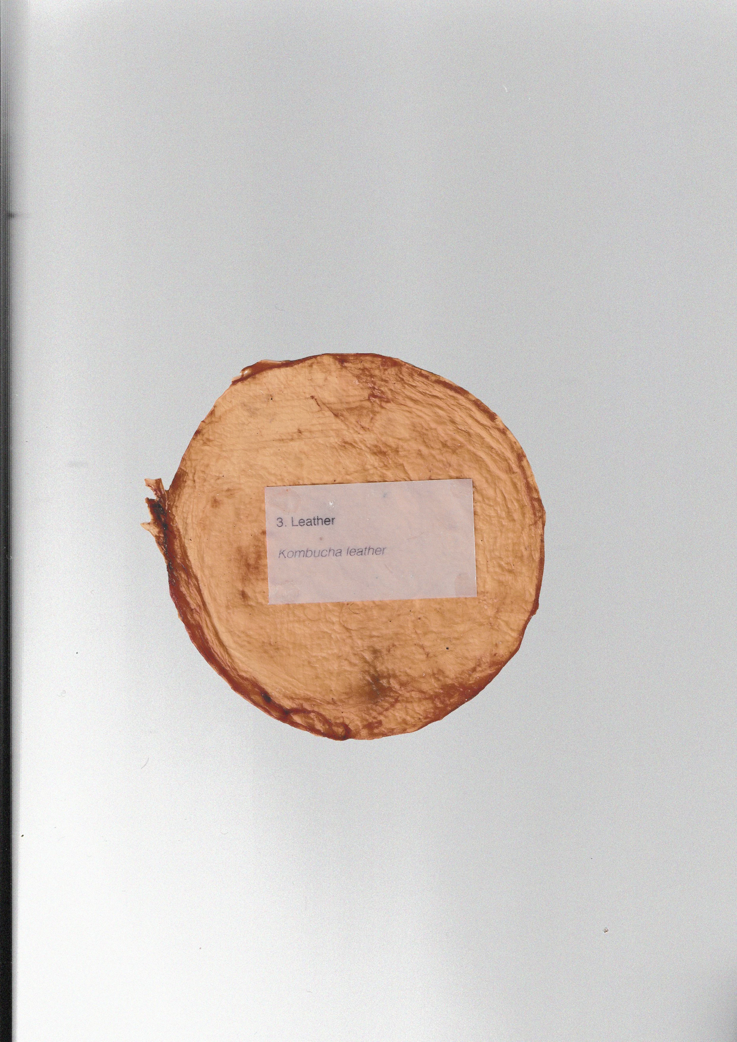 Kombucha leather - symbiotic culture of bacteria and yeast