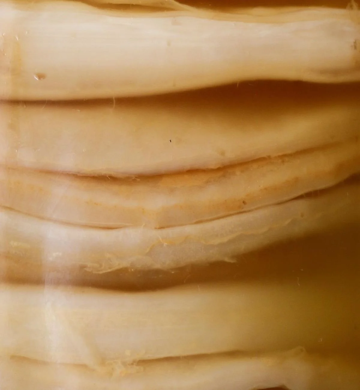 6.SCOBY.jpg