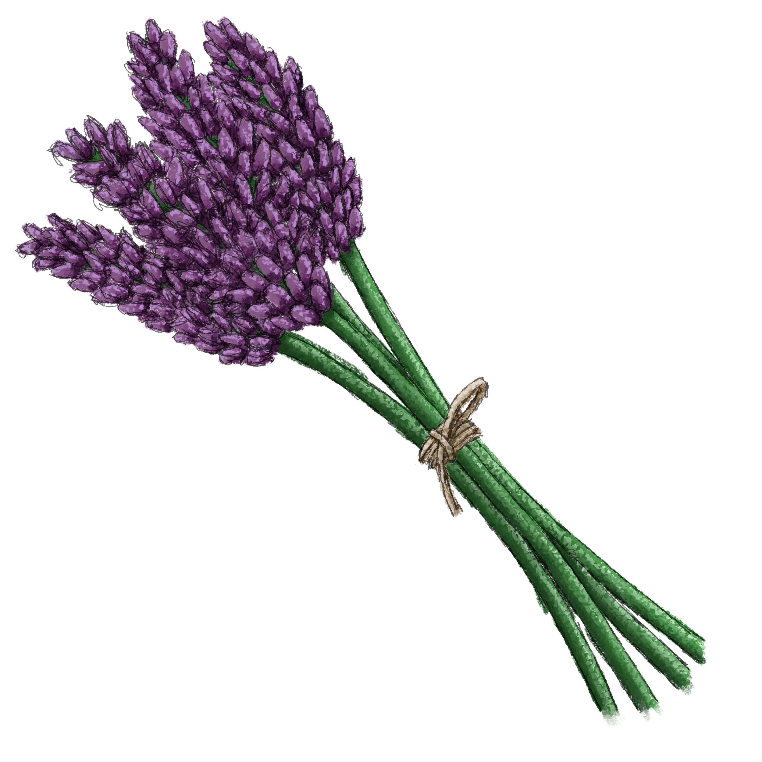 Sprigs of lavender