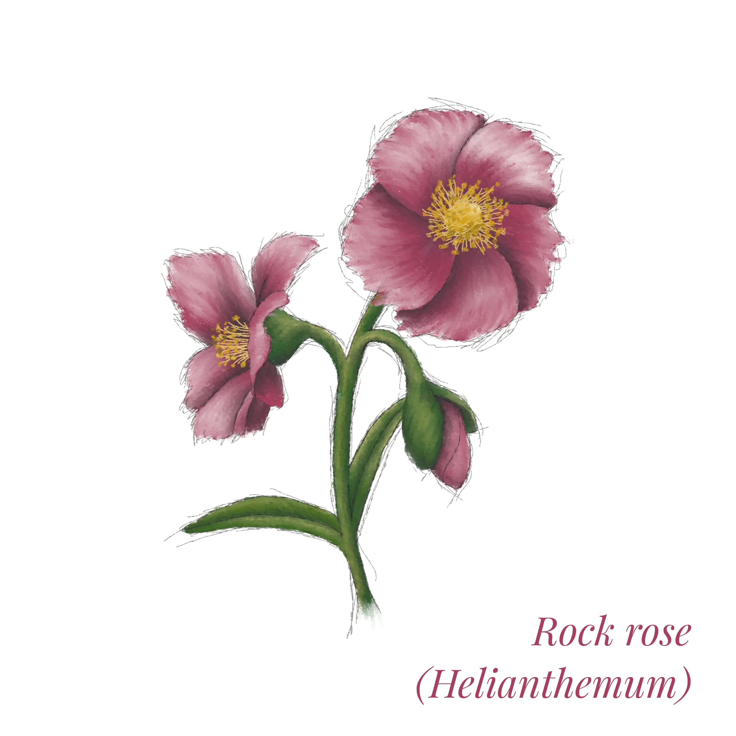 Pink rock rose (Helianthemum)