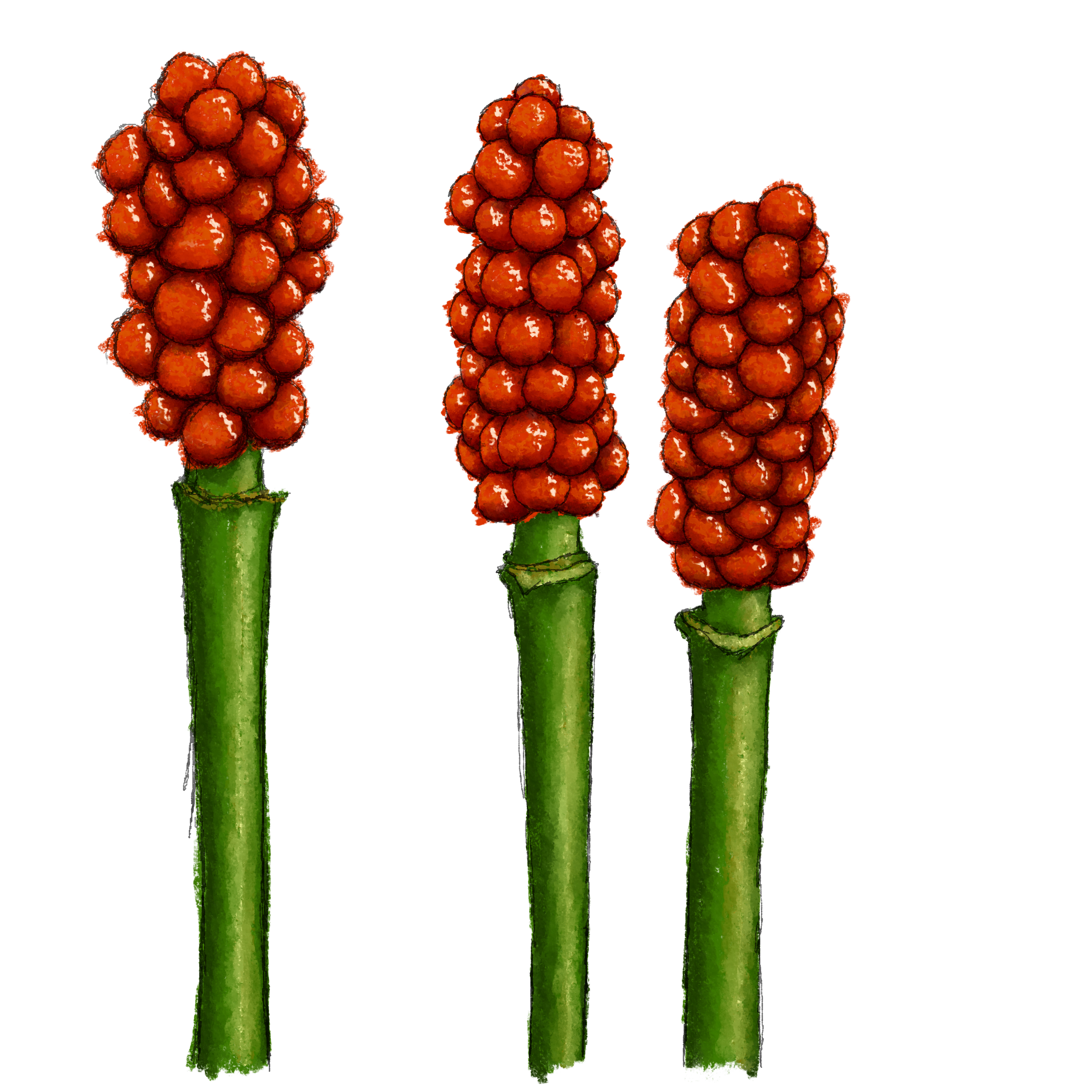 I am a curator of random facts.