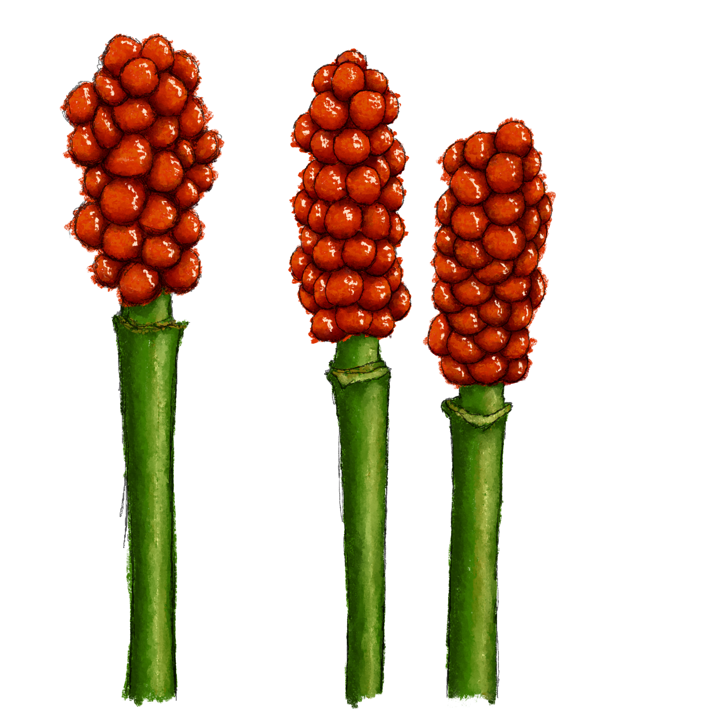 lords-and-ladies, Arum maculatum has highly poisonous berries.png