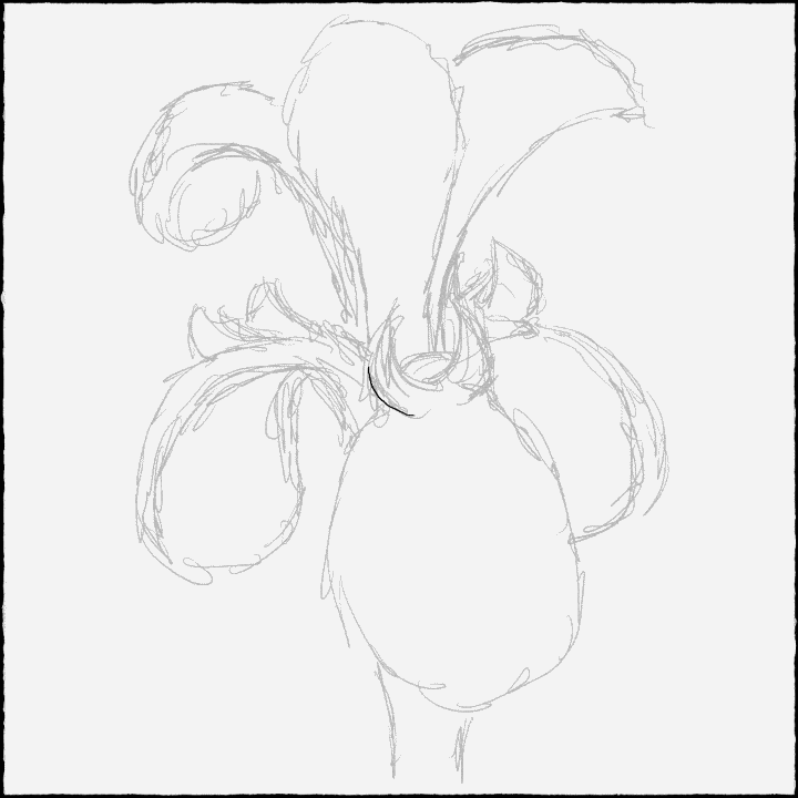 Screen capture as I draw an Iris