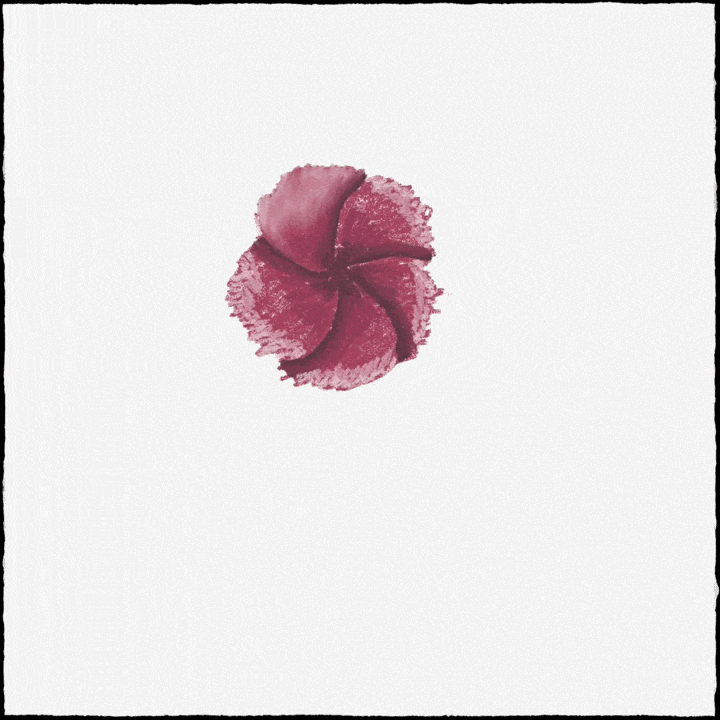 Screen capture as I draw a rock rose using Rebelle.