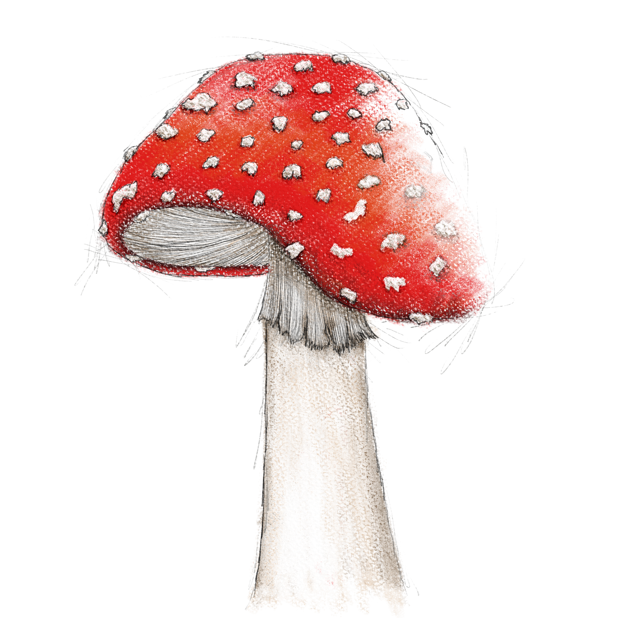 Unfinished drawing of a red and white toadstool.