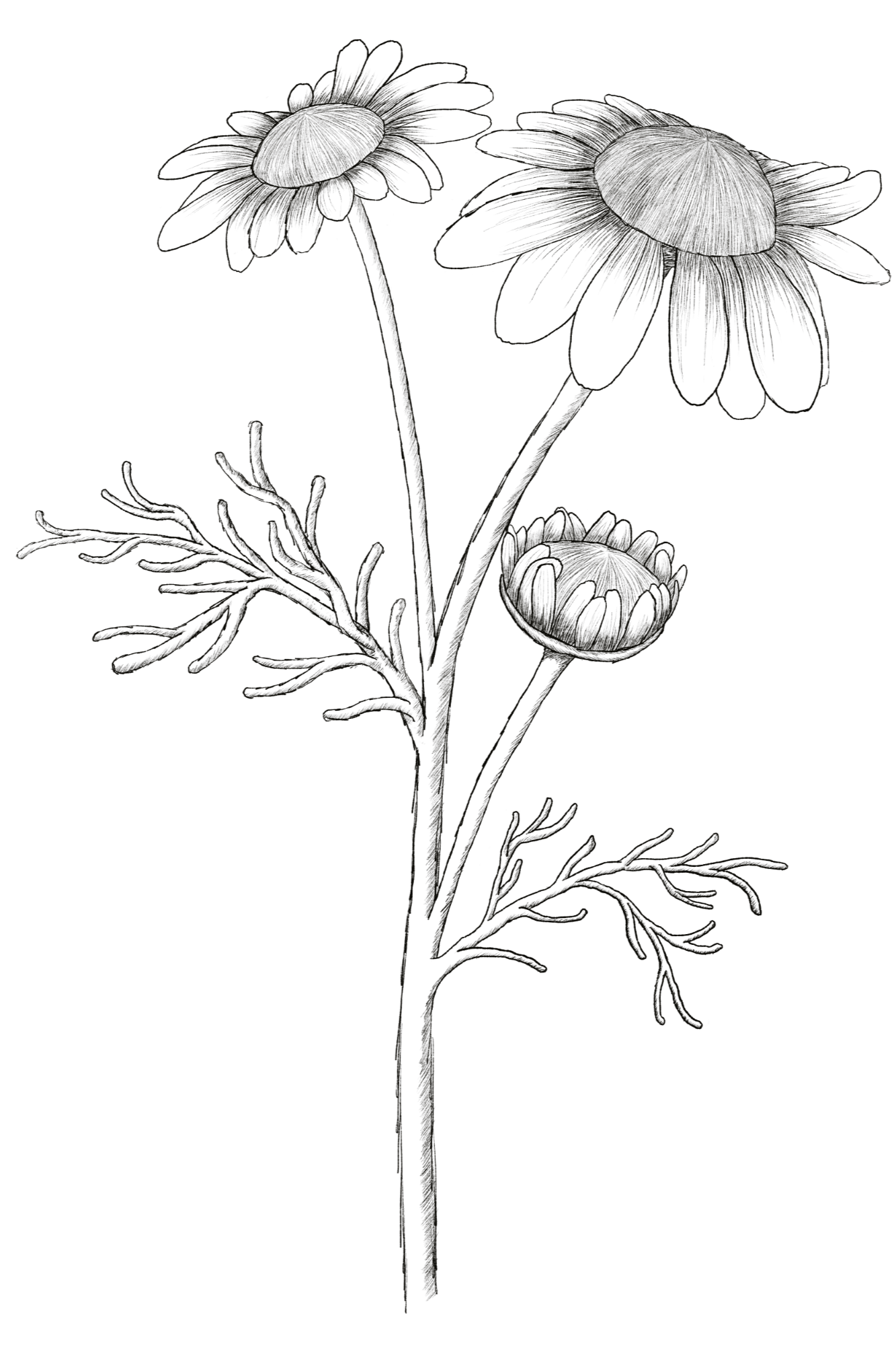 Hand-drawn botanical illustration of chamomile (Matricaria chamomilla), showing delicate white petals, yellow flower centres and finely detailed foliage.