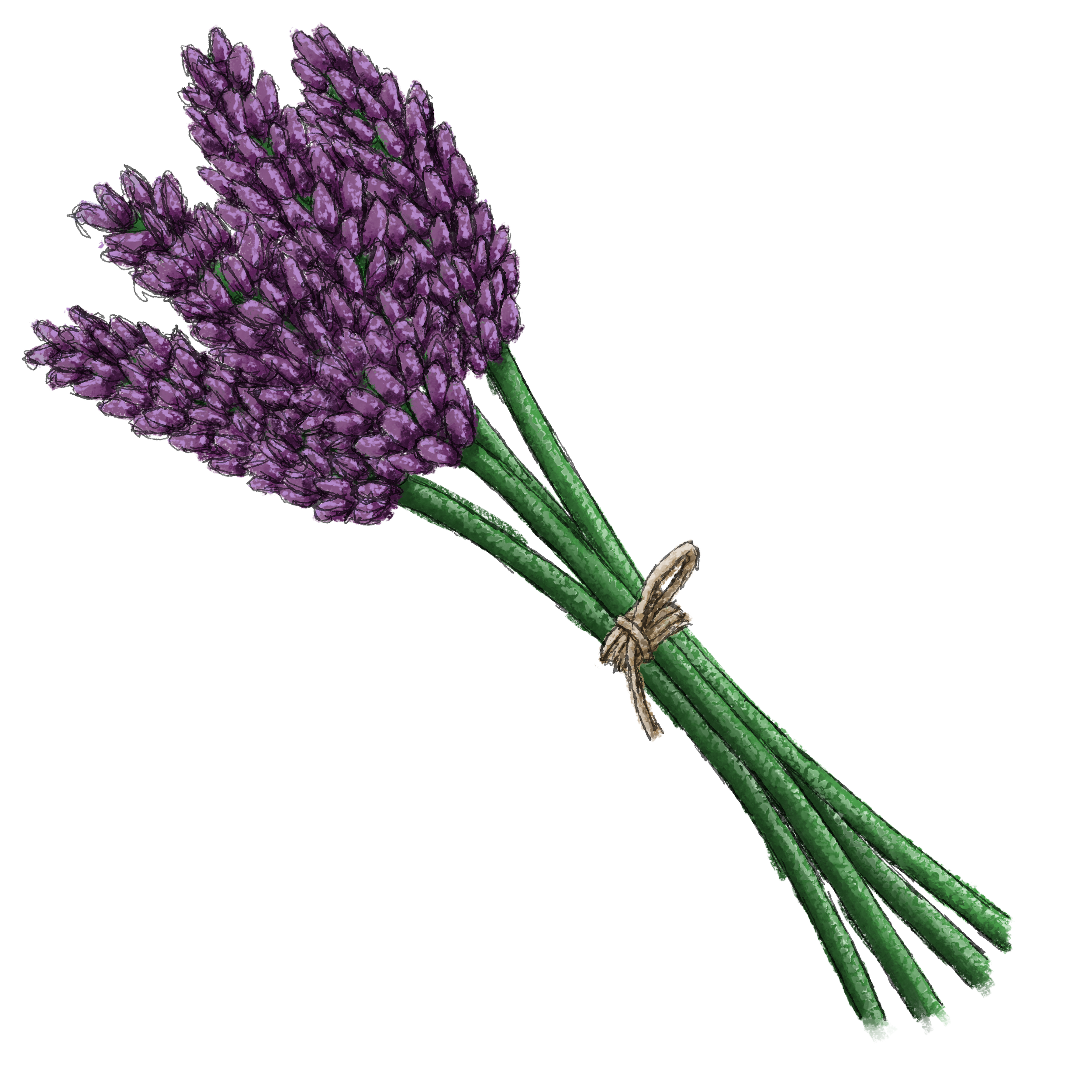 A small posy of 4 lavender sprigs tied with string. Coloured with oil pastels, and detailing added with dip pen.