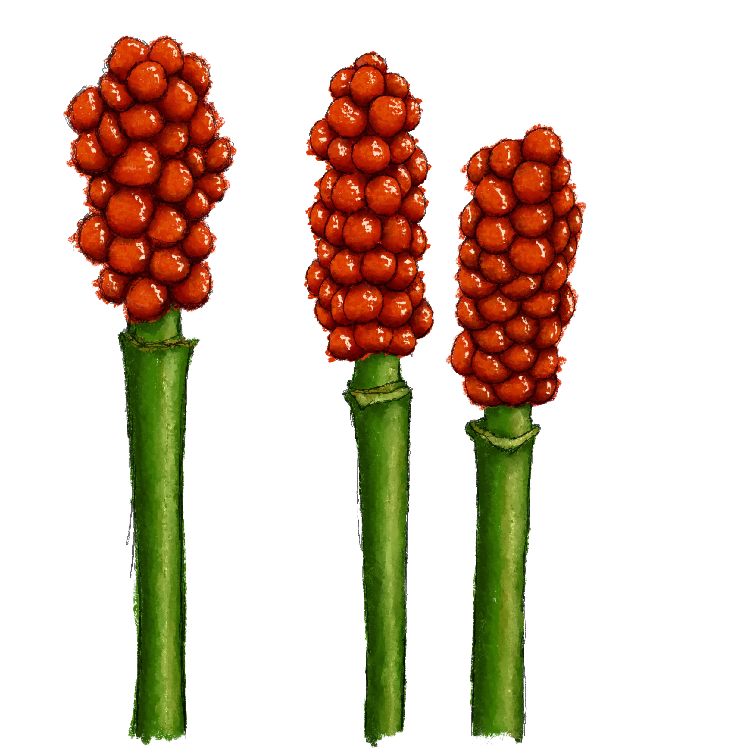 Stem and berries of a lords-and-ladies plant.