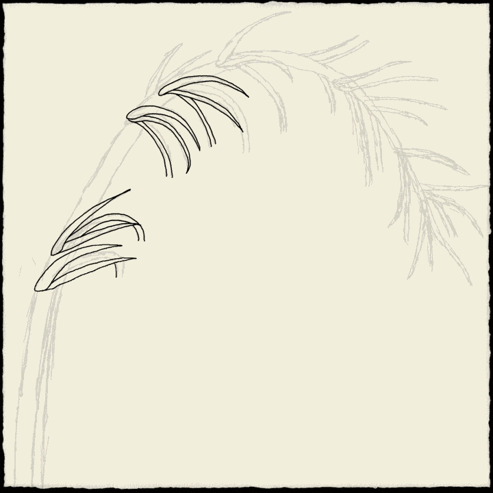 Screen capture of my bluebell line-drawing.