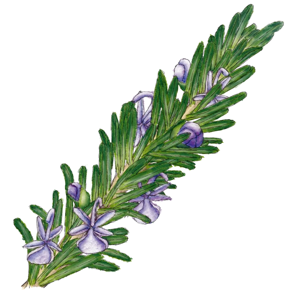 Illustration of a sprig of flowering rosemary.