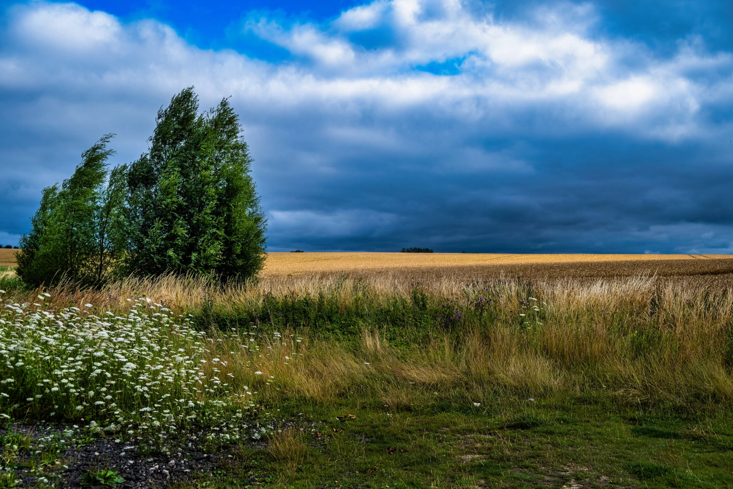 DSCF0371-DxO_DeepPRIME 3-2_2.jpg