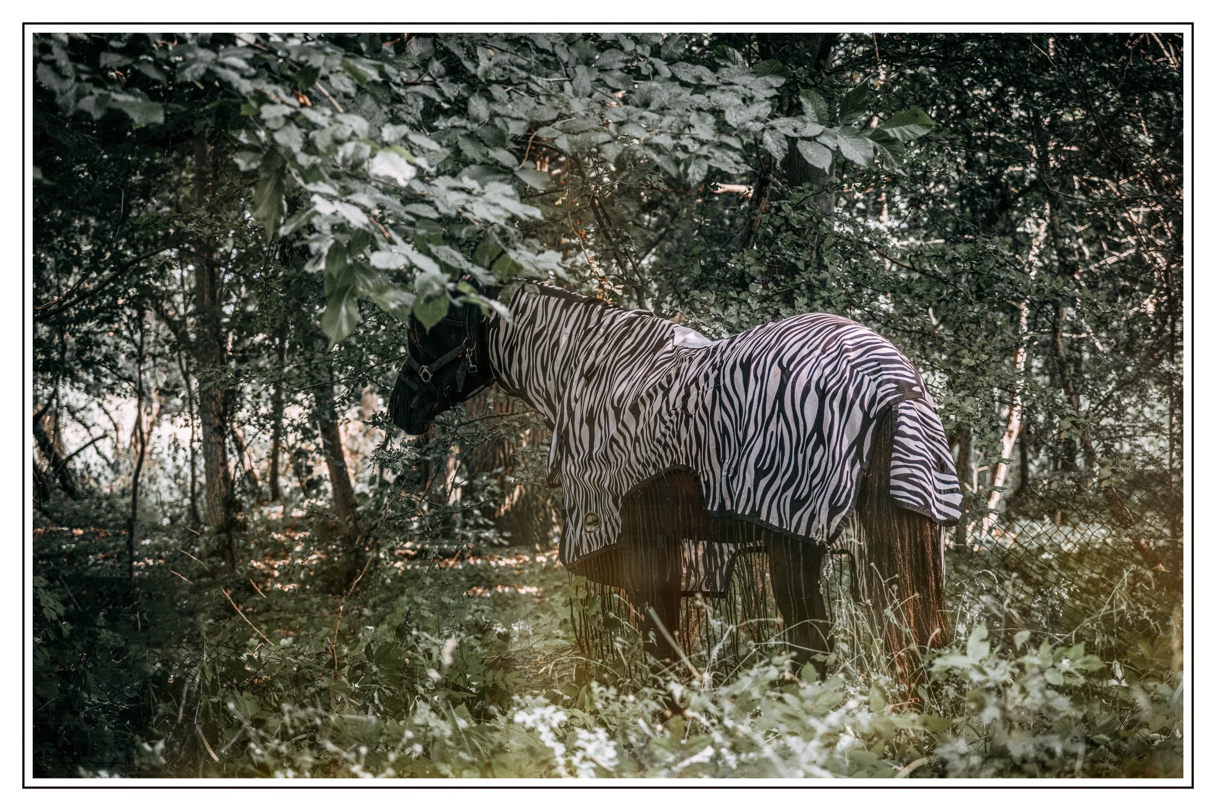 DSCF3359 - Kopie.jpg