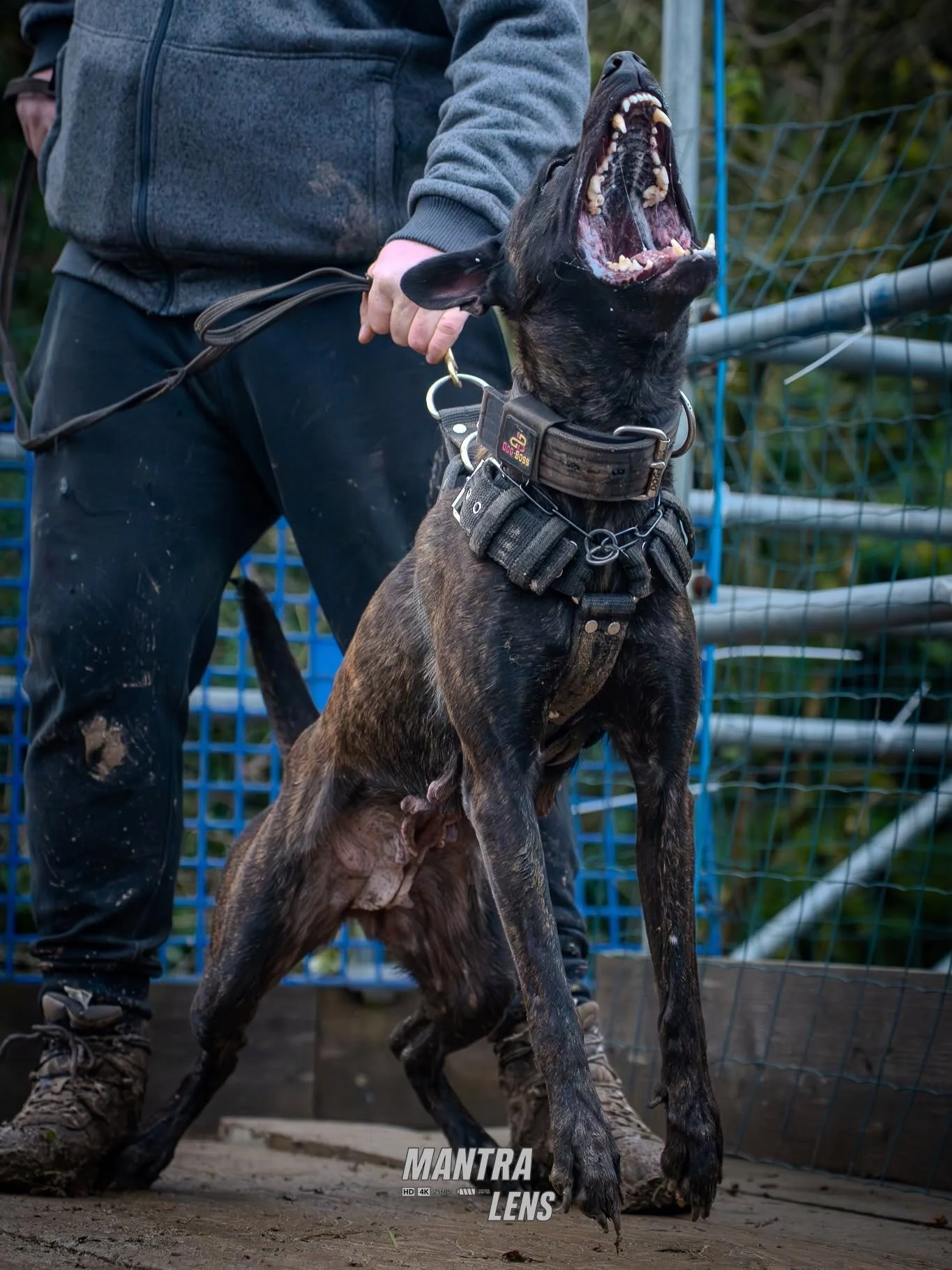 ‼️RTY&rsquo;s Peggy‼️

@runtheyard_kennels @daisythedutchherder 
@apex_workingdogs @trials_and_tribulationz 

&bull;
&bull;
&bull;
&bull;

#trial #workingdogsofig #k9 #photooftheday #photo