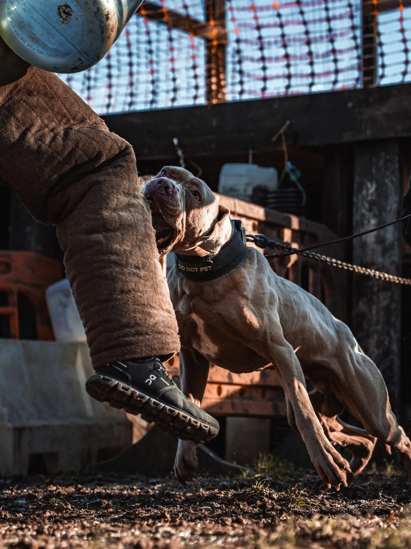 ❗️Clyde❗️

Owner @readyruffk9 
Decoy @viggok9harry 

&bull;
&bull;
&bull;
&bull;
&bull;

#bitework #photooftheday #sony #viral #explore