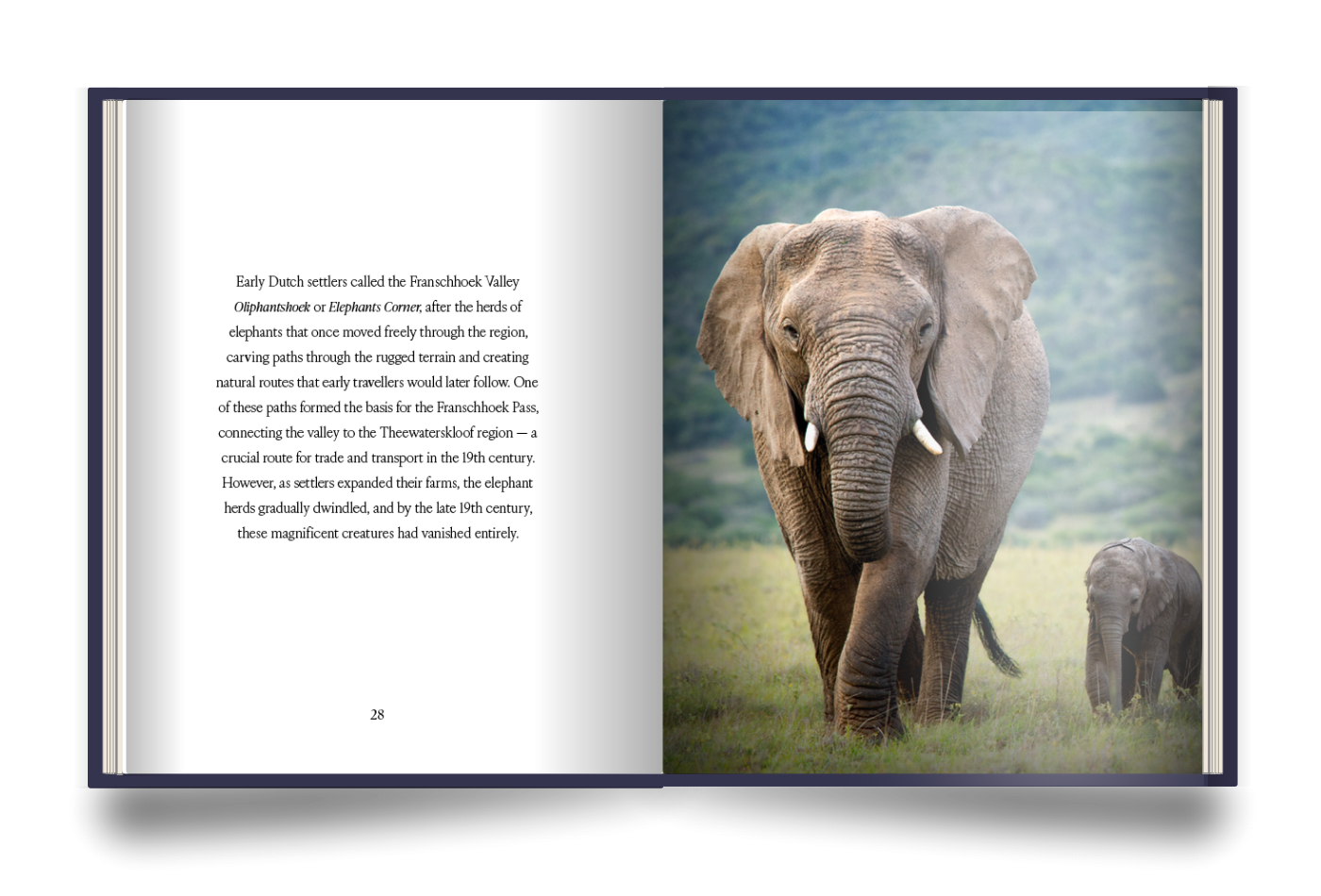 The Franschhoek Experience Book open book with text on the left page and an image of an adult elephant and a baby elephant on the right page.