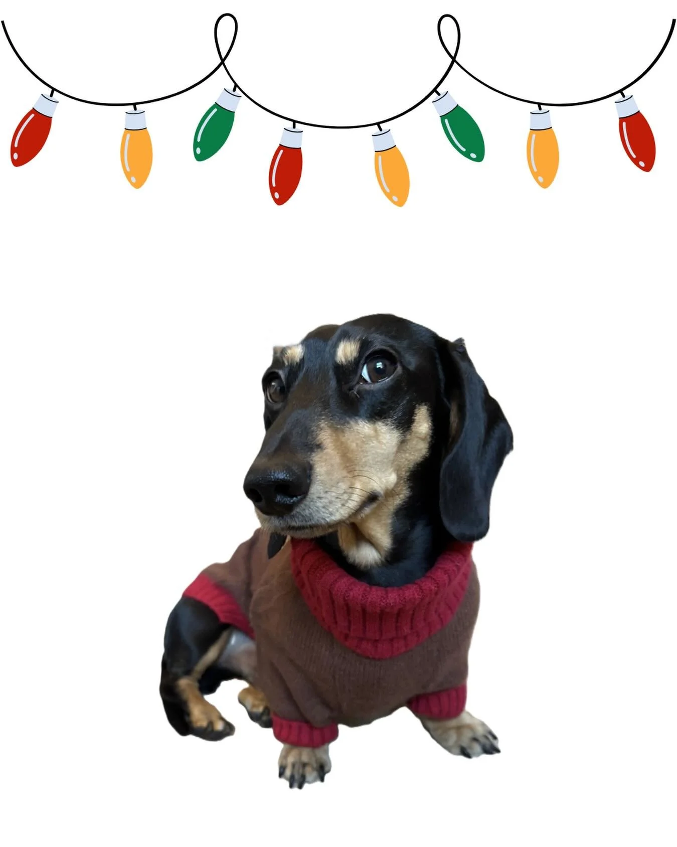 It&rsquo;s Christmas Jumper Day! And here we have the lovely Gus modelling his latest one. We think you&rsquo;ll agree he wears it well!

Cut and paste this link for further details of fundraising for Save The Children: 
https://www.savethechildren.o