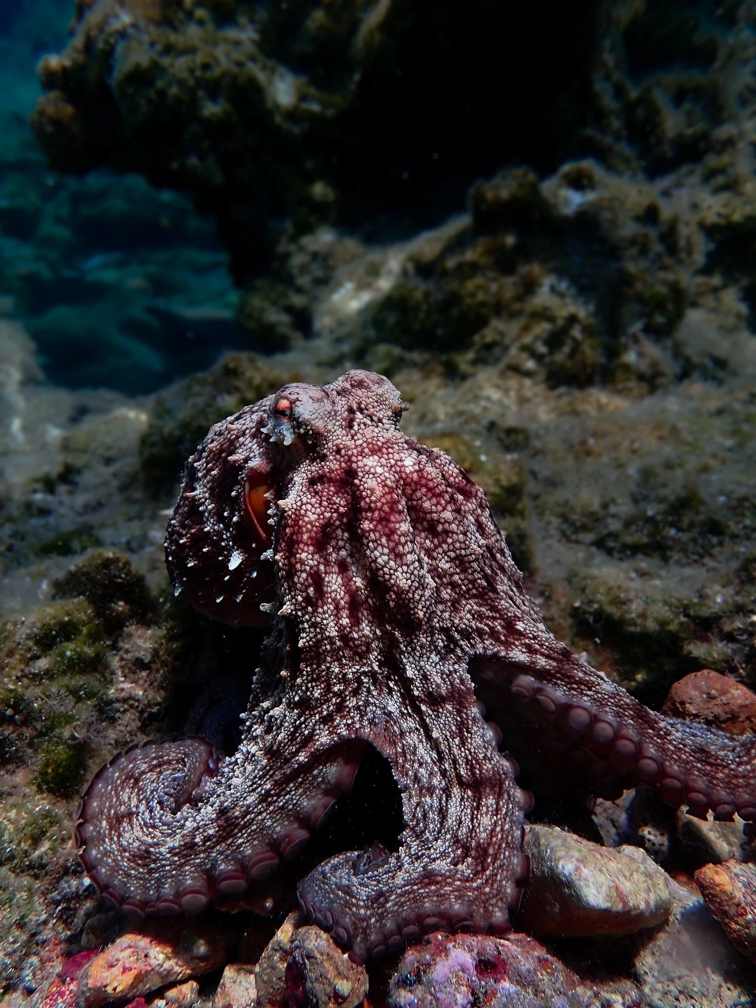 Why Ocean literacy matters now: from awareness to agency