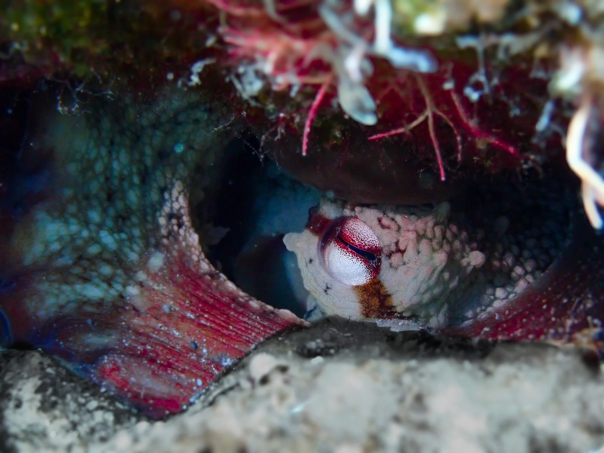 The Ocean Behind Human Health: Why a healthy ocean = a healthy human
