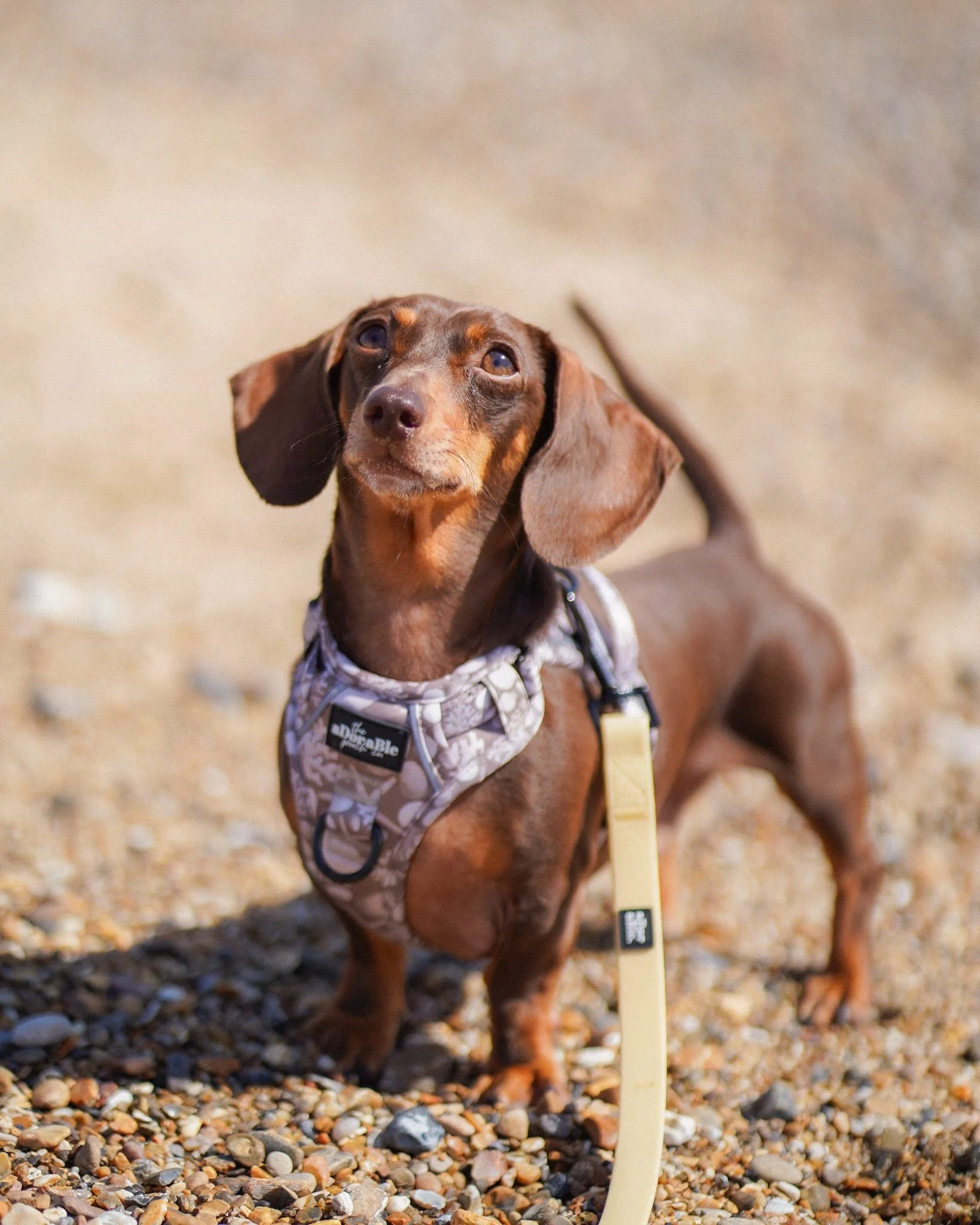 The ocean in the pet industry