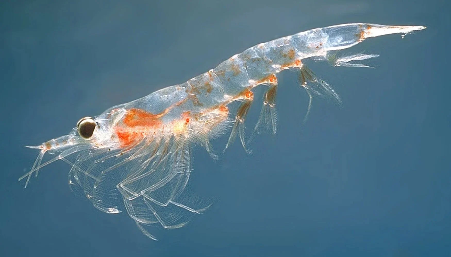 The Krill We Don’t See: Why a tiny crustacean you’ve probably never heard of matters beyond the Southern Ocean.