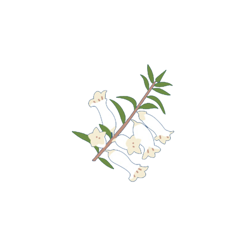 A drawing of a branch with green leaves and white bell-shaped flowers.