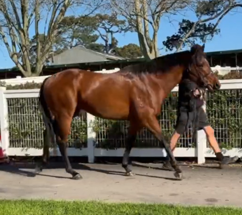September, 2026 - Our St Marks Basilica x Erin colt - back into his 2nd prep after a spell