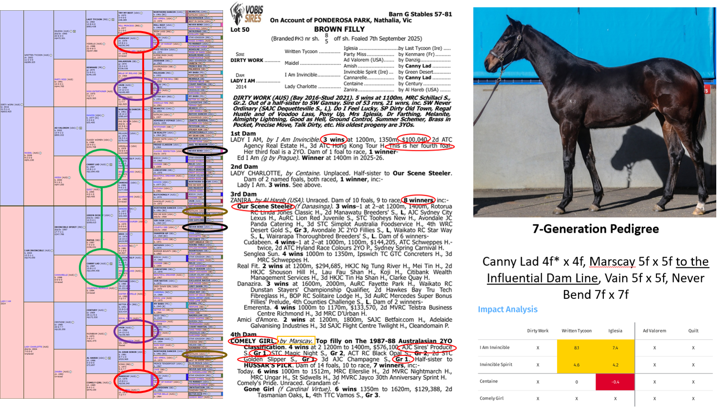 Seven‑generation pedigree analysis for the Dirty Work × Lady I Am filly, featuring a full lineage chart, dam and sire performance notes, genetic impact scoring, and a conformation photo of the filly.