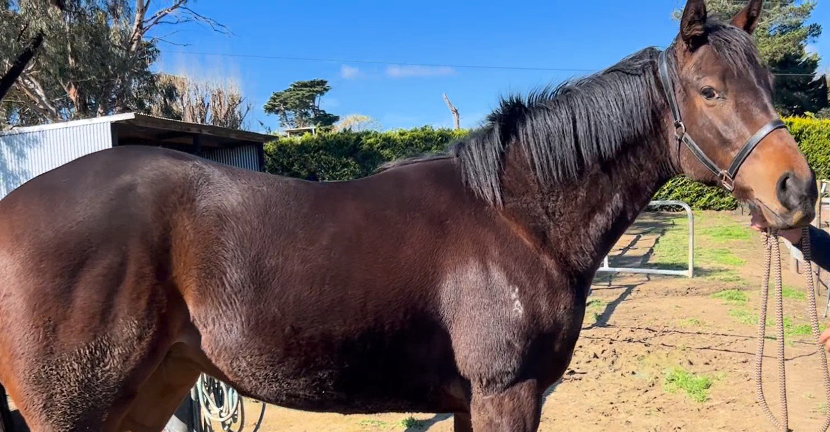 August, 2026 - Our State of Rest x High Hostess 2YO filly