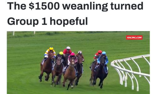Racing.com feature image showing a field of racehorses rounding a bend, promoting the story of Mbube’s rise from a $1,500 weanling to a Group 1 prospect. Foundation colt for Signature Pedigrees.