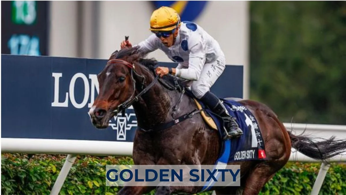 GOLDEN SIXTY.jpg