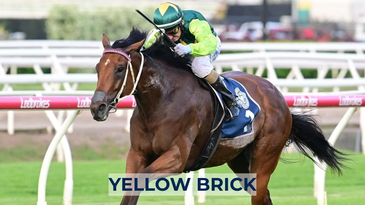 YELLOW BRICK.jpg