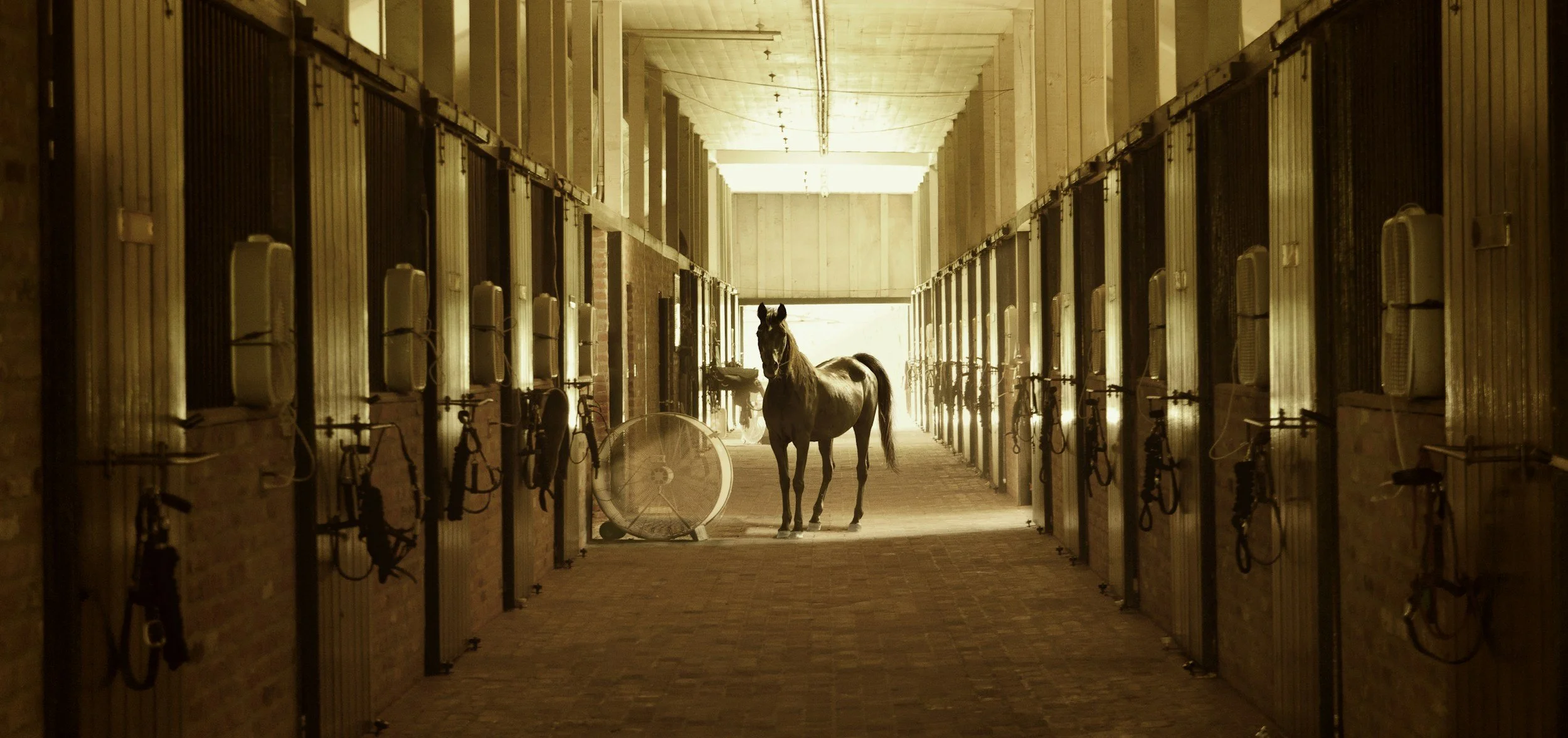 Horse standing in a long stable corridor with stalls on both sides