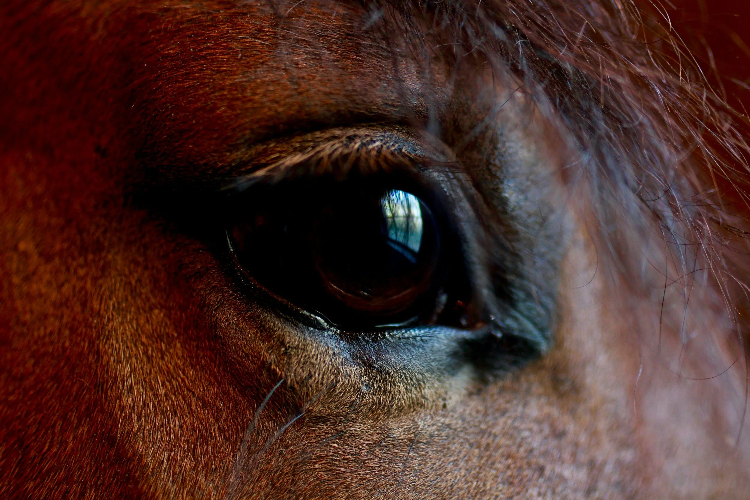 Horse eye