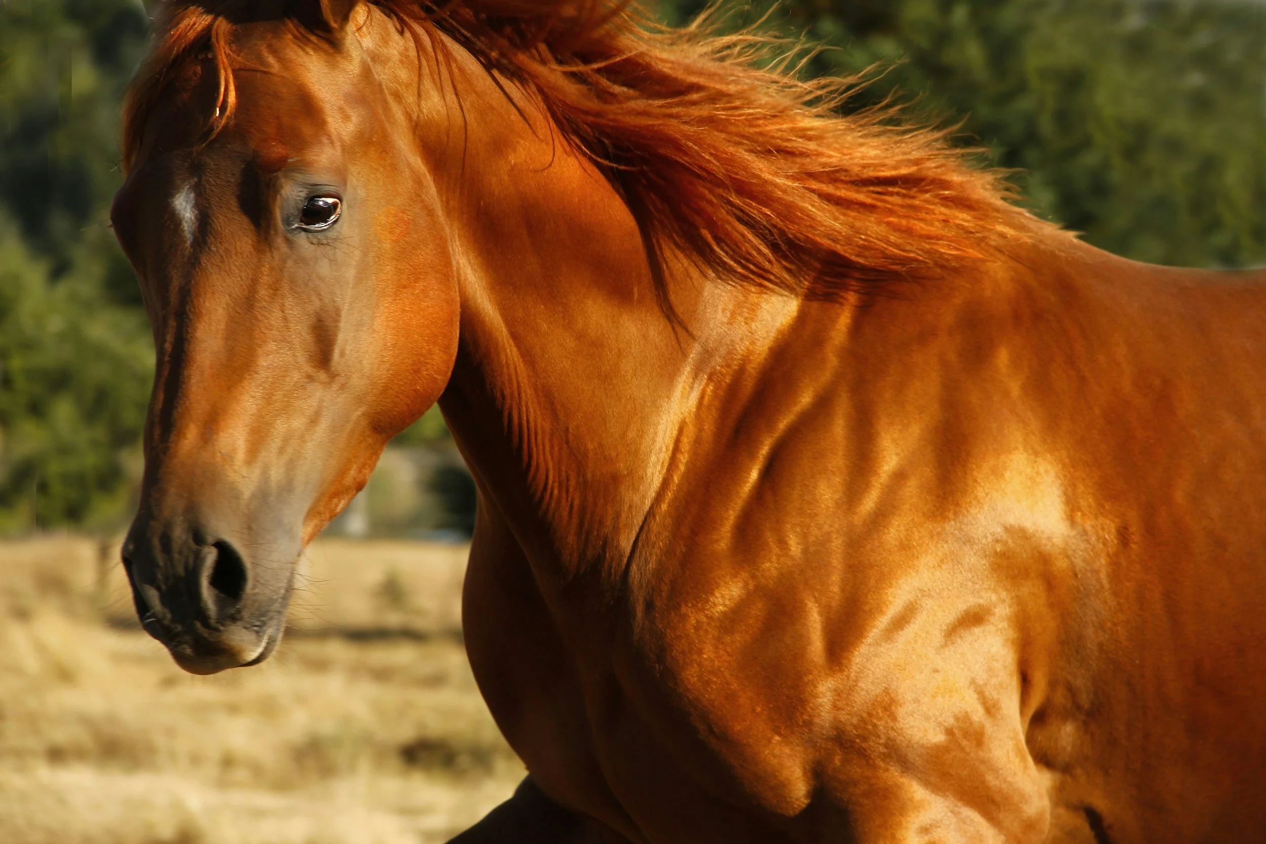 Close-up of a chestnut-colored horse with a flowing mane, standing outdoors with a blurred background of trees.